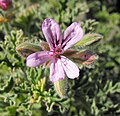 Pelargonium 'Lady Plymouth'