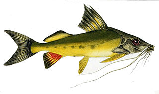 <i>Pimelodus</i> Genus of fishes