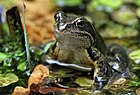 Rana temporaria (Grasfrosch, Männchen) [D]