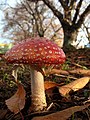 Rebentabois (Amanita muscaria)