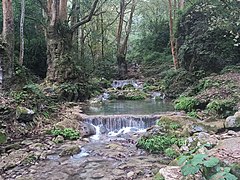 Forest in the Sierra Gorda Biosphere Reserve in Querétaro