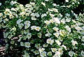 shrub (Real Jardín Botánico de Madrid, Spain)