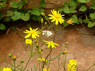 <i>Senecio glaucus</i> Species of flowering plant