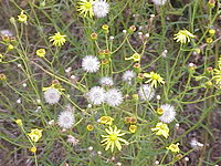 Senecio inaequidens