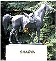 English: Statue of Shagya the founding sire of the Shagya Arabian breed. Picture taken at the parkarean of the national stud in Bábolna/Hungary. Deutsch: Statue von Shagya dem Gründerhengst und Namensgeber der Rasse des Shagya-Arabers. Die Aufnahme wurde im Gestütshof des Nationalgestüts in Bábolna (Ungarn) erstellt.