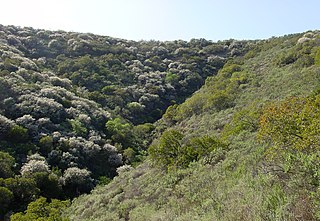 <span class="mw-page-title-main">Coastal sage scrub</span> Shrubland plant community of California