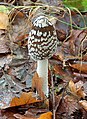 Coprinus picaceus