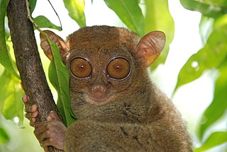 <span class="mw-page-title-main">Prosimian</span> Obsolete primate taxon