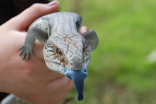 <i>Tiliqua scincoides</i> Species of lizard