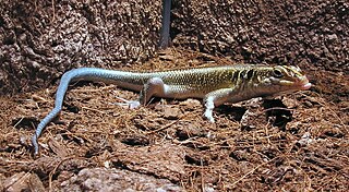 <i>Trachylepis quinquetaeniata</i> Species of lizard