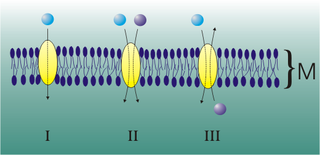 <span class="mw-page-title-main">Mediated transport</span> Transportation of substances via membrane