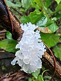 Thumbnail for File:Tremella fuciformis.jpg