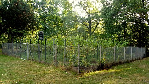 Weinstöcke auf dem Wingertsberg