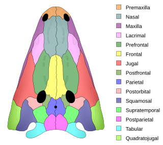 <span class="mw-page-title-main">Skull roof</span> Roofing bones of the skull