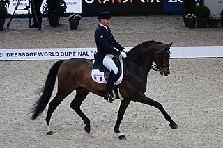 <span class="mw-page-title-main">German warmblood</span> Breed of horse