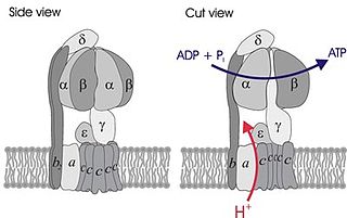 <span class="mw-page-title-main">ATP synthase alpha/beta subunits</span>