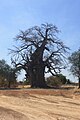 Adansonia digitata