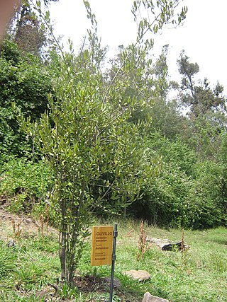 <span class="mw-page-title-main">Berberidopsidales</span> Order of flowering plants