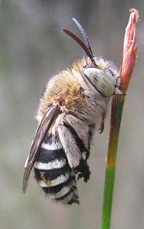 Amegilla cingulata