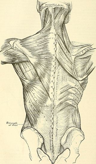 <span class="mw-page-title-main">Back injury</span> Damage or wear to bones, muscles or other tissues of the back