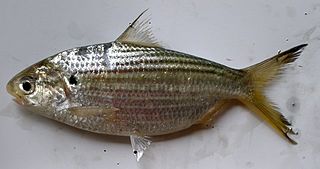 <i>Anodontostoma chacunda</i> Species of fish