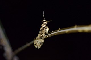 <i>Atomotricha exsomnis</i> Species of moth endemic to New Zealand