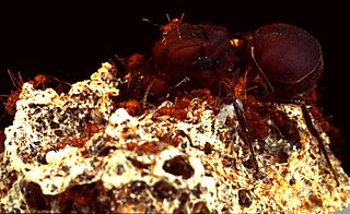 <span class="mw-page-title-main">Ant–fungus mutualism</span> Symbiotic relationship