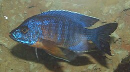 Jakobfreibergo akara (Aulonocara jacobfreibergi)