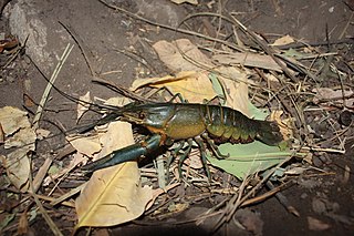 <i>Cherax quadricarinatus</i> Species of crayfish