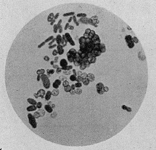 <i>Azotobacter</i> Genus of bacteria