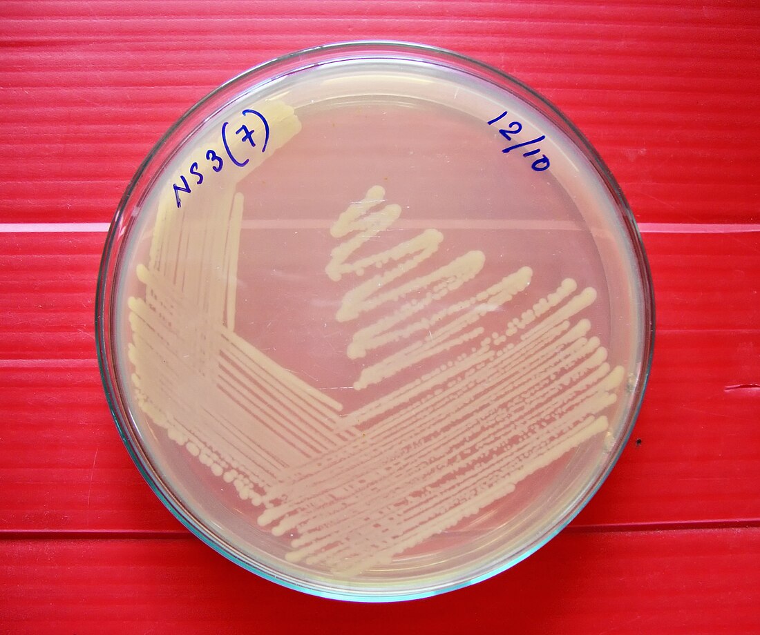 Bacteriological water analysis