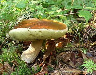 Karl Johan (Boletus edulis)