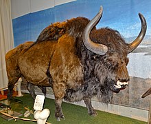 Bos priscus Rekonstruktion, Museum Neanderthal 01.jpg