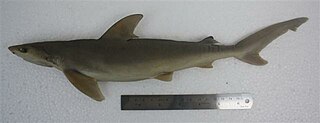 <span class="mw-page-title-main">Blackspot shark</span> Species of shark