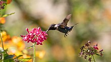 Santamartakolibri