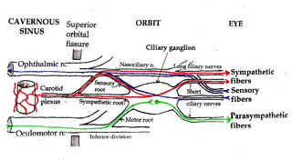 <span class="mw-page-title-main">Roots of the ciliary ganglion</span>