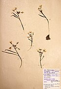 Claytonia virginica (die kleinen Knollen werden verwendet)