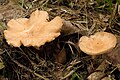 Clitocybe costata