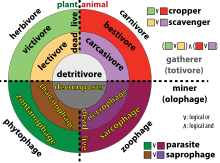 Categorie di consumatori basate sul materiale mangiato (pianta: le sfumature verdi sono vive, le sfumature marroni sono morte; animale: le sfumature rosse sono vive, le sfumature viola sono morte; o particolato: sfumature grigie) e la strategia di alimentazione (raccoglitore: tonalità più chiara di ciascun colore; minatore: tonalità più scura di ciascun colore).