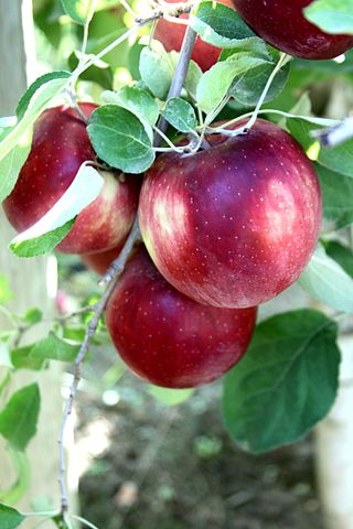 <span class="mw-page-title-main">Cosmic Crisp</span> Apple cultivar