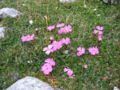 Havasi szegfű (Dianthus alpinus)