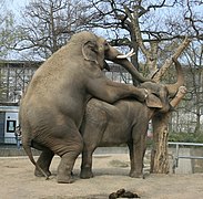 Éléphants au zoo de Berlin.