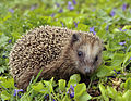 European hedgehog