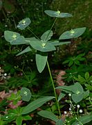 Euphorbia dulcis