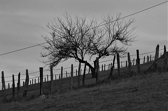 Fence and tree