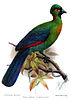 Ruwenzori Turaco (Ruwenzorornis johnstoni)