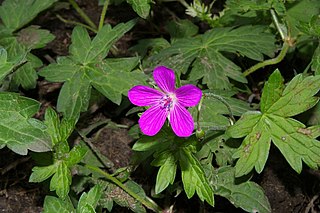 <span class="mw-page-title-main">Geraniales</span> Order of flowering plants in the rosid subclade of eudicots