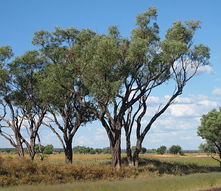 <i>Acacia cambagei</i> Species of plant