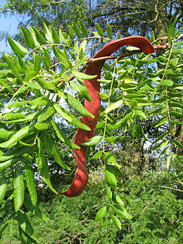 Tridyglė gledičija (Gleditsia triacanthos)