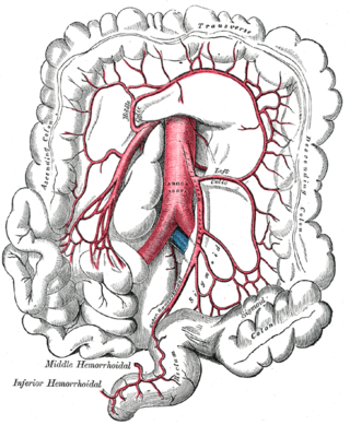 <span class="mw-page-title-main">Left colic artery</span> Artery